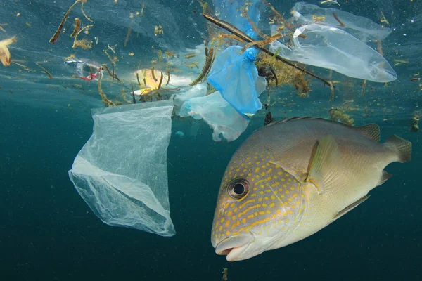 Kalat Uivat Muoviroskien Lähellä Etsien Ruokaa Merivedestä Pilaantumisen Käsite — kuvapankkivalokuva