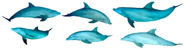 Fehér Alapon Izolált Delfinek Csoportja — Stock Fotó