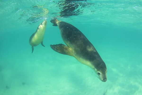 Par Sea Lions Australianos Foto Submarina —  Fotos de Stock