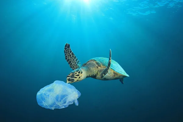 Kaplumbağa ve plastik çöp. Küresel kirlilik.