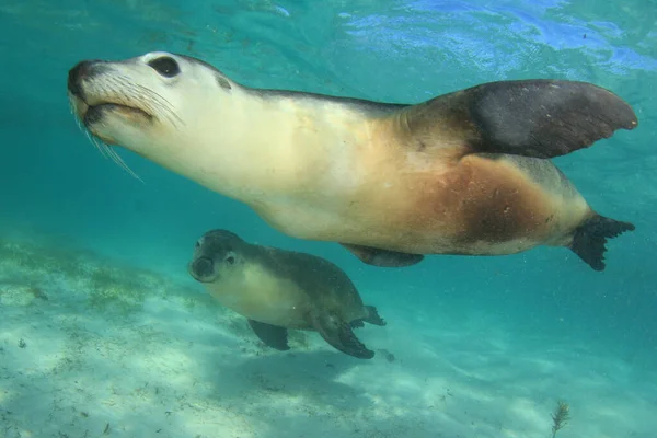 Couple of Australian Sea Lions. Underwater photo.