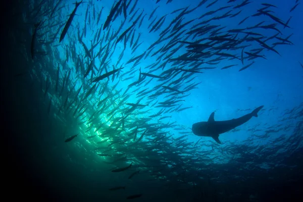 School of fish with huge shark. Underwater life.