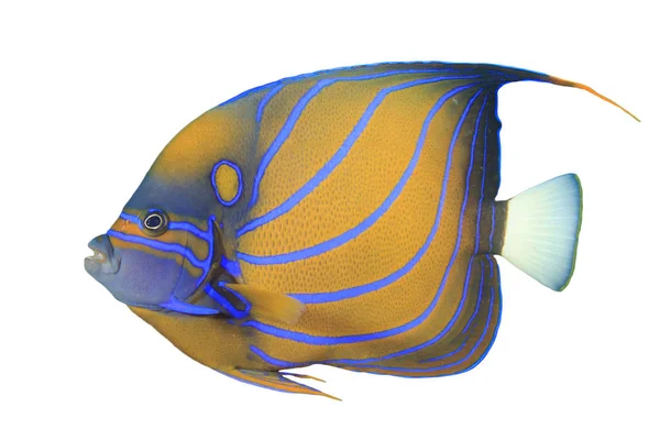Blue Ring Angelfish Witte Achtergrond Oranje Vis Met Blauwe Strepen — Stockfoto