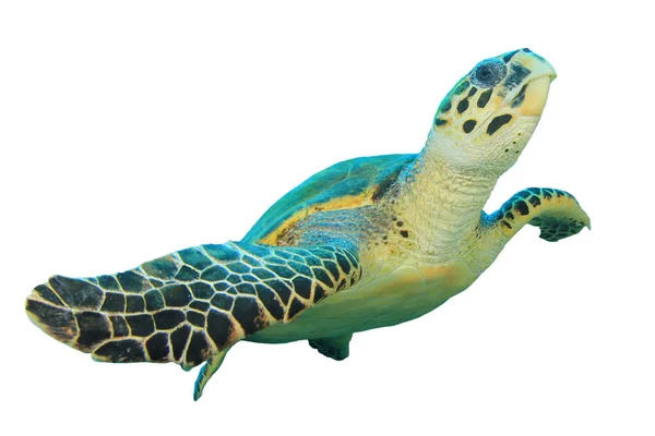 Porträtt Enda Sköldpadda Isolerad Vit Bakgrund — Stockfoto