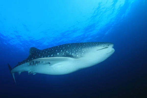 Tiburón Ballena Aguas Azules Profundas Vida Subterránea — Foto de Stock