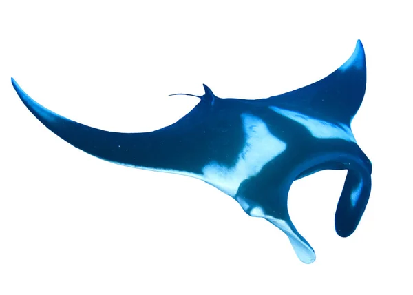 Manta Ray Isolated White Background — Stock Photo, Image