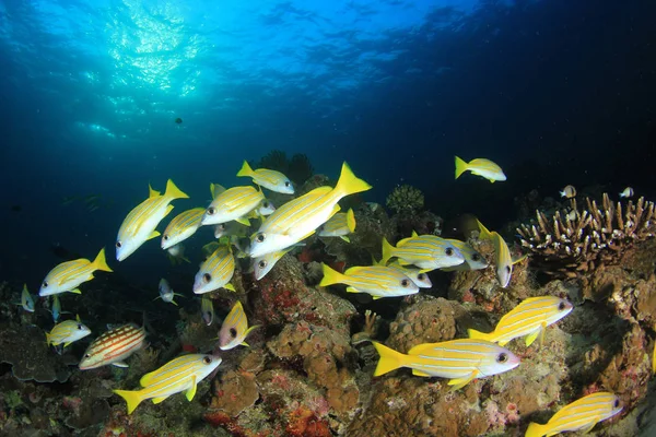 Рыбы Плавают Дне Разноцветного Рифа — стоковое фото