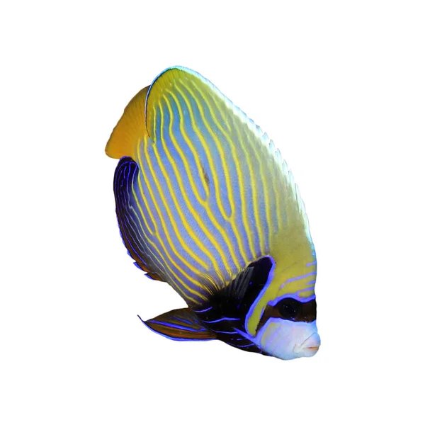 Imperador Angelfish Peixes Tropicais Isolados Sobre Fundo Branco — Fotografia de Stock