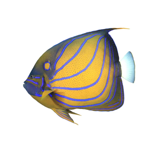 Portrait Blue Ring Angelfish Isolated White Background — 스톡 사진