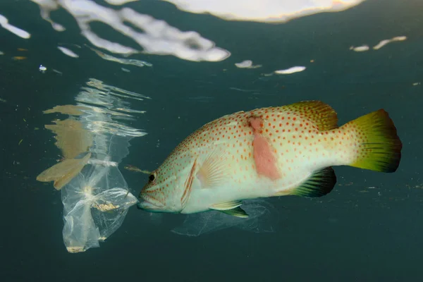 Kala Joukossa Erilaisia Muovia Roskakoriin Merivedessä Maailmanlaajuinen Saastuminen Katastrofi — kuvapankkivalokuva