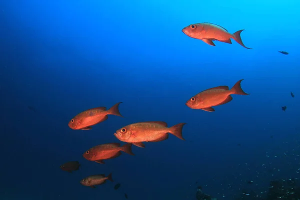 School Van Vissen Diep Water Onderwaterleven — Stockfoto