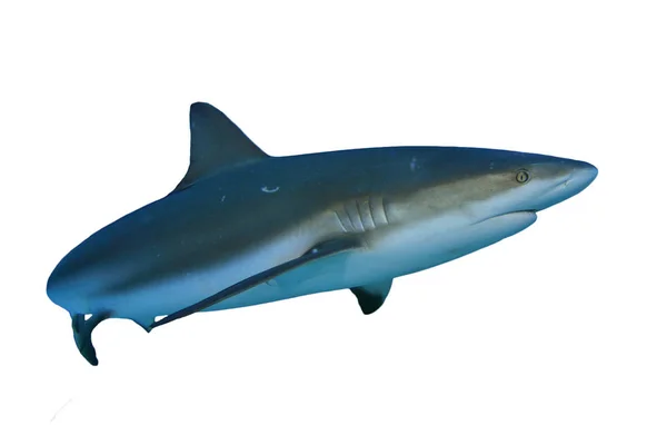 白地に隔離されたサメ — ストック写真