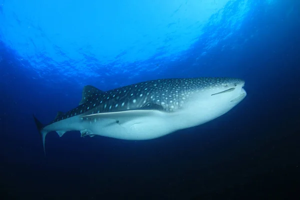 Καρχαρίας Φάλαινας Καταγάλανα Νερά Υπόγεια Ζωή — Φωτογραφία Αρχείου