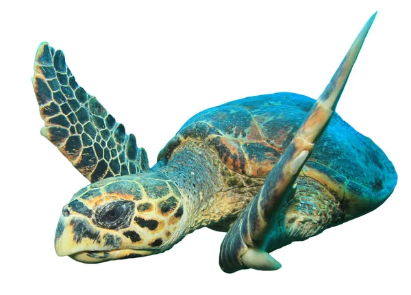Beyaz Arkaplanda Izole Edilmiş Tek Kaplumbağa Portresi — Stok fotoğraf