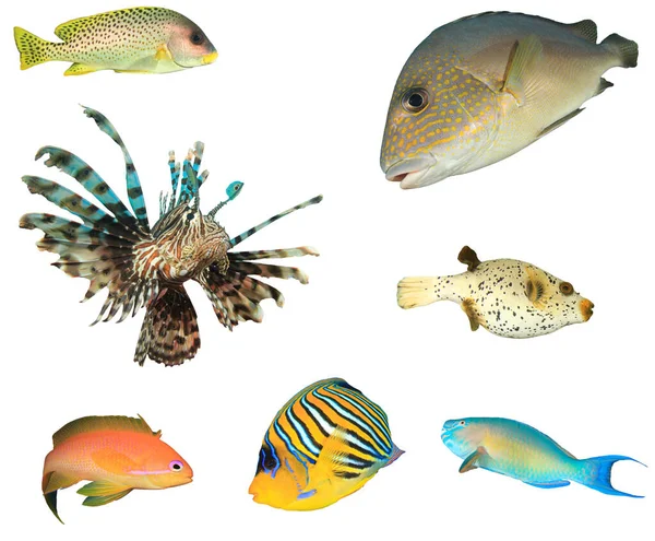 Groep Tropische Vissen Geïsoleerd Witte Achtergrond Stockfoto