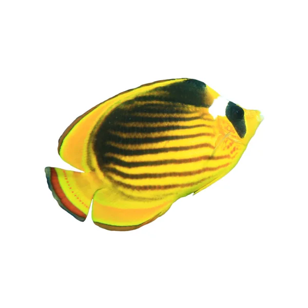 Trooppiset Korallikalat Kaksoissatula Butterflyfish Chaetodon Ulietensis Eristetty Valkoisella Pohjalla kuvapankkikuva
