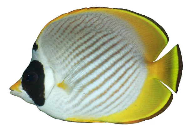 Tropisk Korallfisk Dobbeltsadel Sommerfugl Chaetodon Ulietensis Isolert Hvit Bakgrunn stockbilde