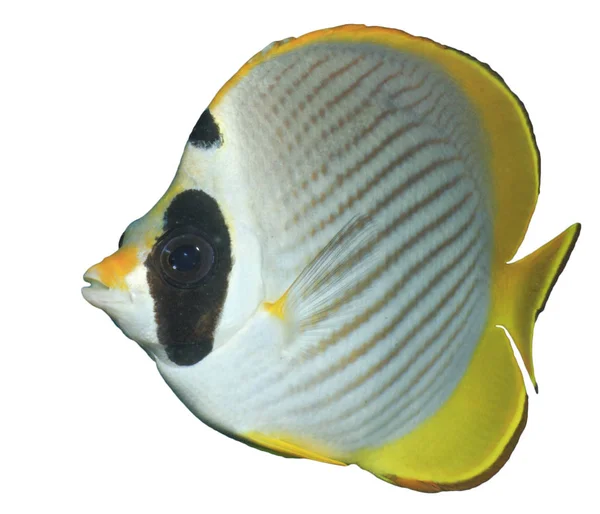 Trooppiset Korallikalat Kaksoissatula Butterflyfish Chaetodon Ulietensis Eristetty Valkoisella Pohjalla tekijänoikeusvapaita kuvapankkikuvia