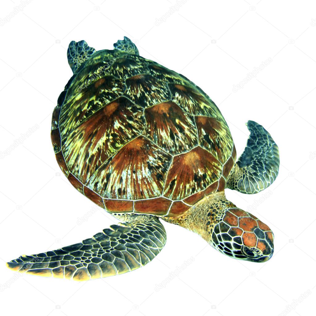 Portrait of single turtle isolated on white background