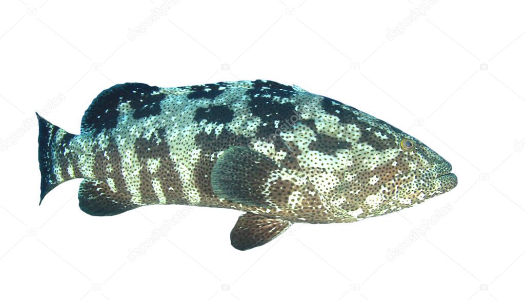 Tiger Grouper fish isolated on white background