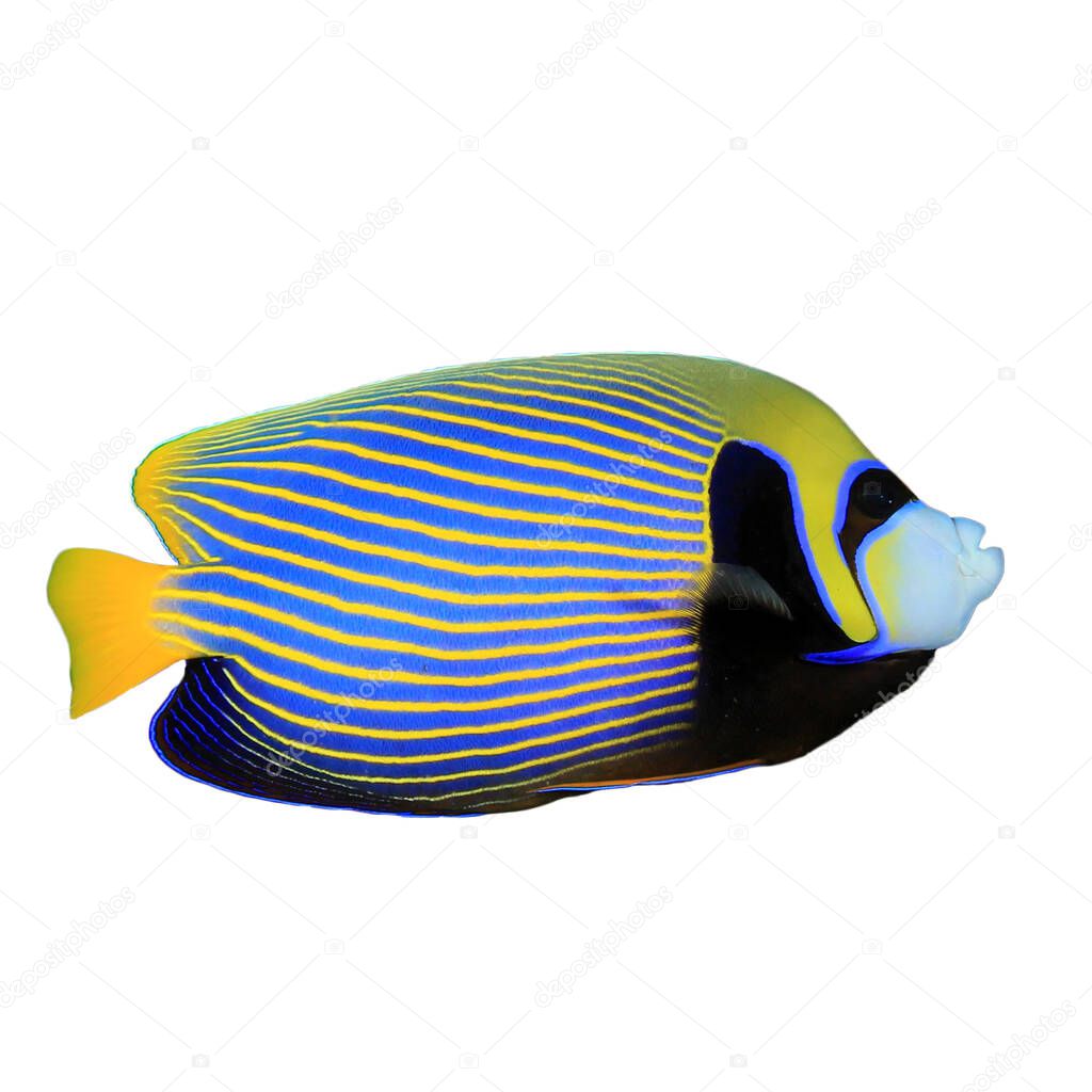 Striped emperor angelfish isolated on white background