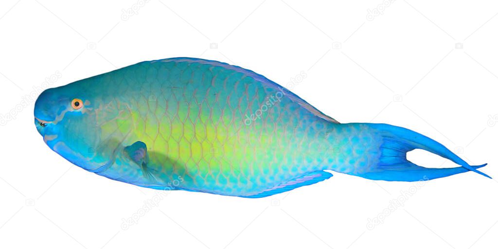 Parrotfish, tropical fish portrait isolated on white background