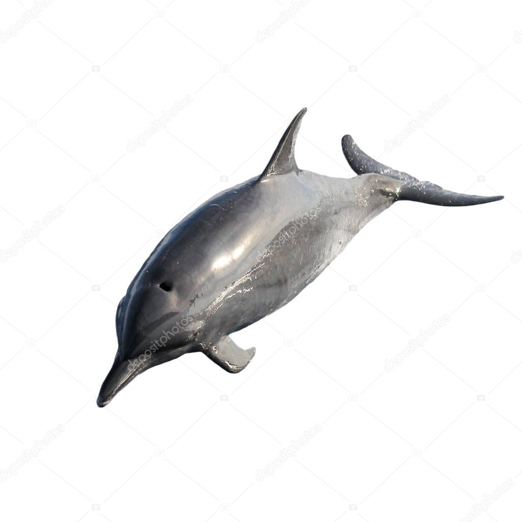 Single dolphin isolated on white background