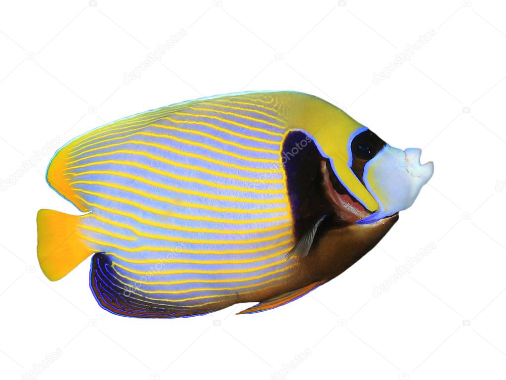 Yellow and blue striped Emperor Angelfish