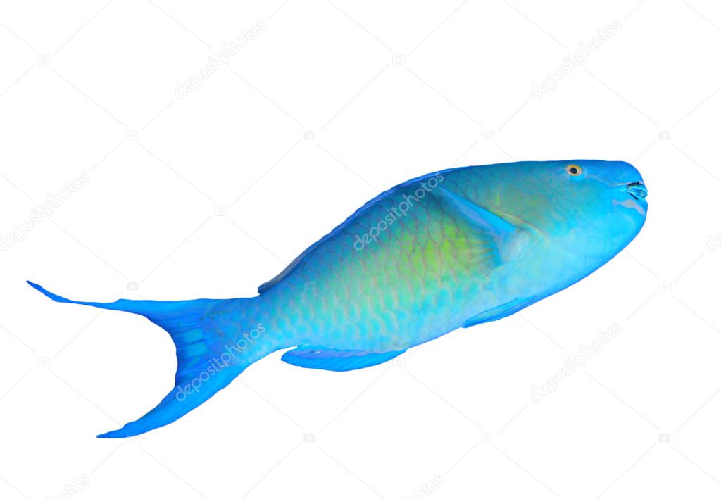 Tropical fish, parrotfish portrait isolated on white background