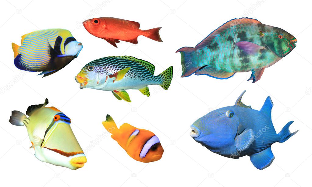 Group of tropical fish isolated on white background