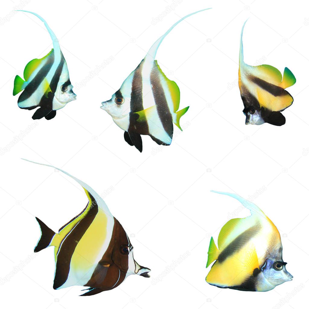 Group of bannerfish isolated on white background
