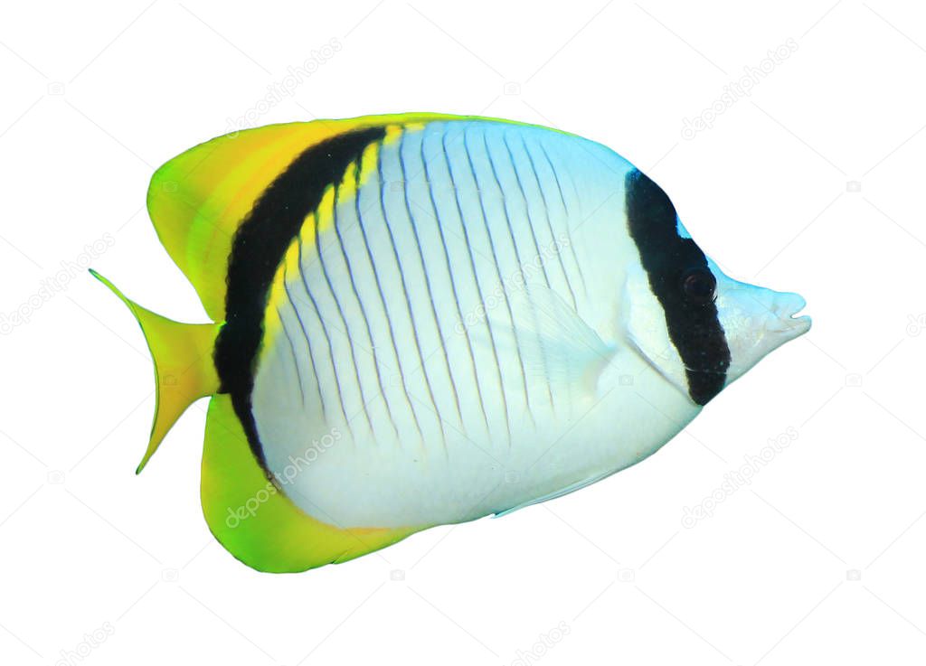 Tropical coral fish Double-saddle Butterflyfish