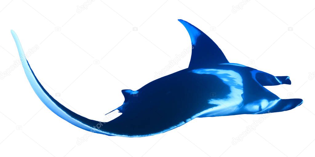Manta ray isolated on white background