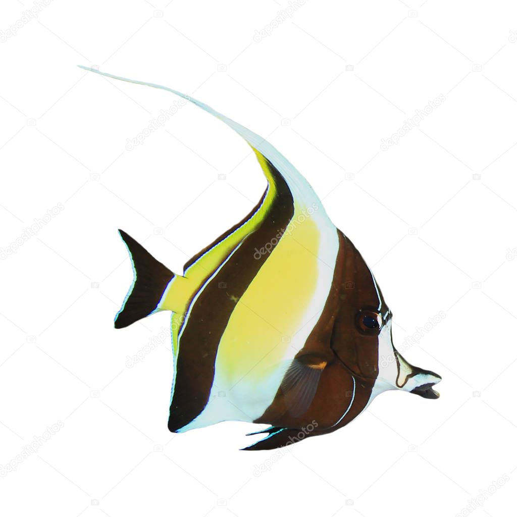 Pennant coralfish, reef bannerfish or coachman.
