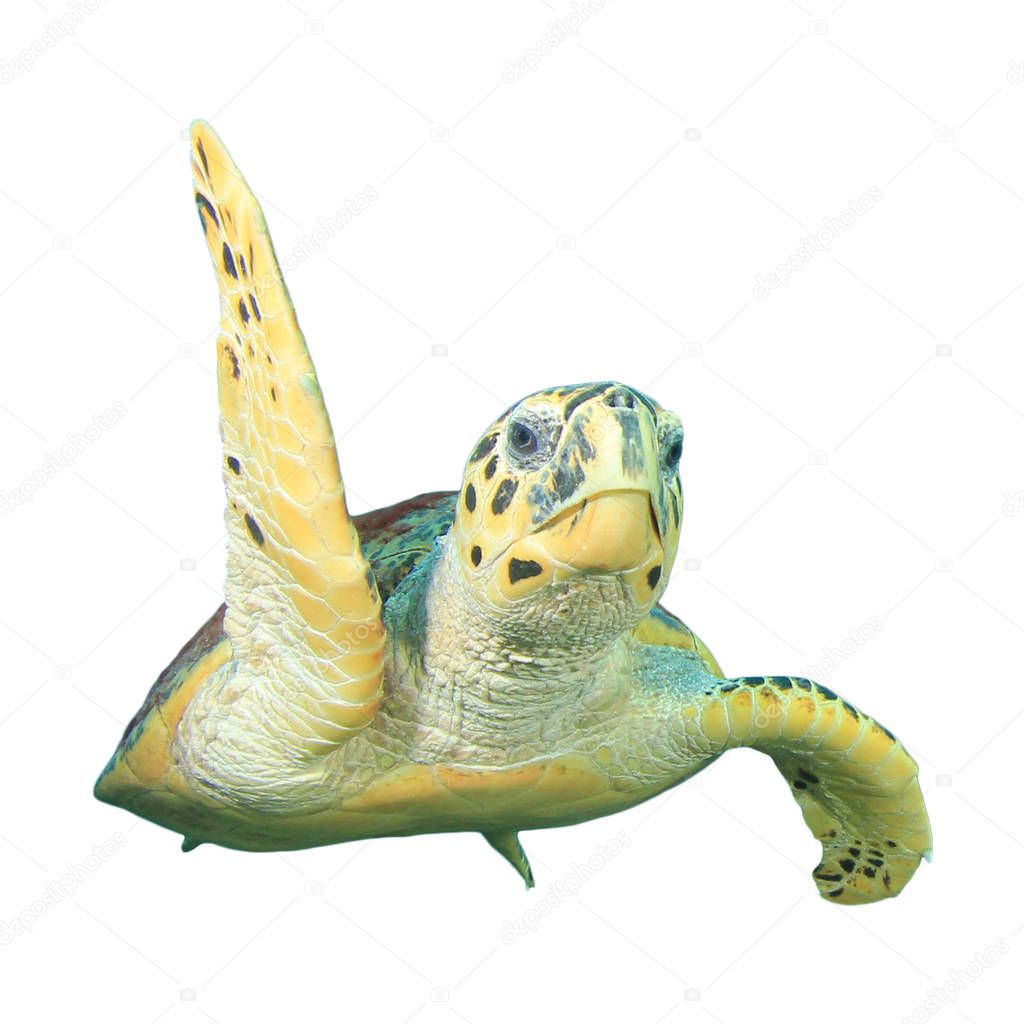 Portrait of single turtle isolated on white background