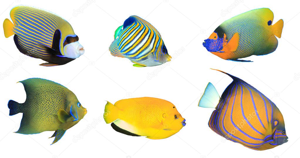 Group of tropical fish isolated on white background