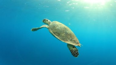 Şahin gagalı Deniz Kaplumbağası mavi suda yüzüyor, hava almak için yukarı çıkıyor ve tekrar dalıyor.