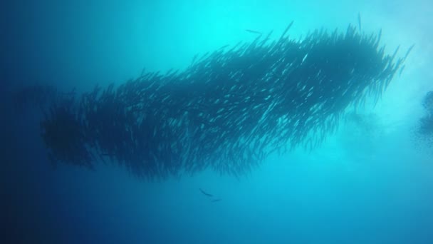 Σχολείο Των Ψαριών Chevron Barracuda Υποβρύχια — Αρχείο Βίντεο