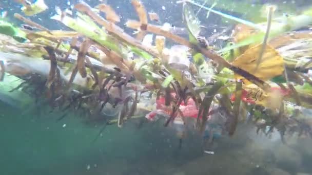 Semporna Malaysia Juni 2019 Umweltverschmutzung Durch Plastik Den Ozeanen Plastikflaschen — Stockvideo