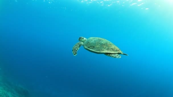 Hawksbill Sea Turtle Nadando Agua Azul — Vídeos de Stock