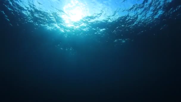 海の水中ビデオ映像海の中の日光 — ストック動画