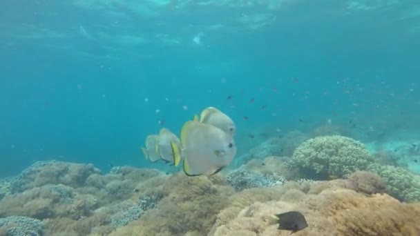 Longfin Spadefish Nebo Batfish Plavání Blízkosti Korálových Útesů — Stock video