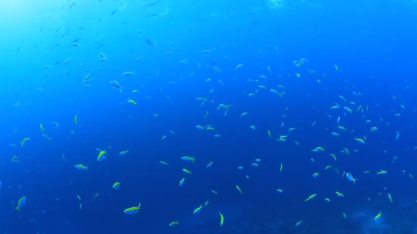 Sarı Yüzgeçli Keçi Balığı Okulu Okyanusun Altında — Stok video