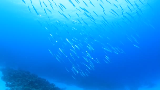 Beautiful View Chevron Barracuda School Fish Ocean — Stock Video