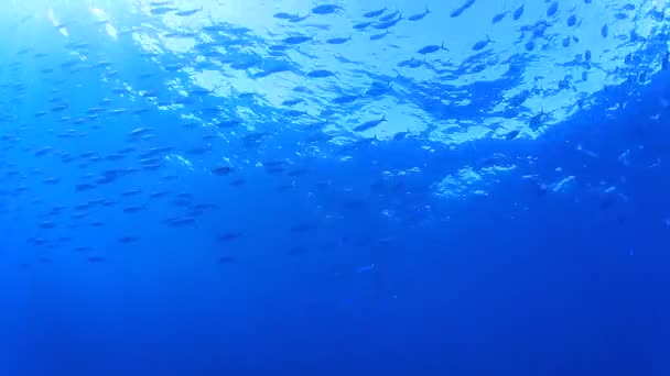 Синій Вид Море Рибою Сонячним Світлом Підводний Фон — стокове відео