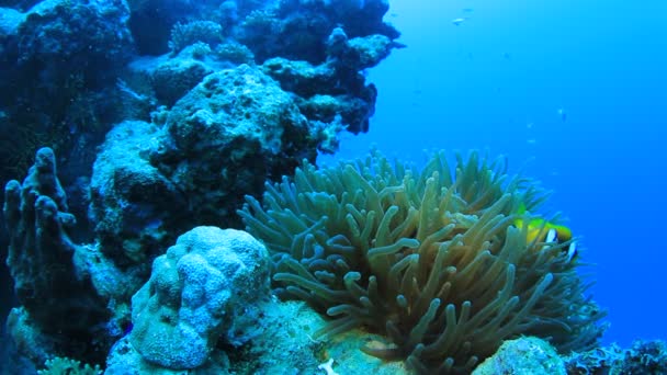 Rote Seeanemonenfische Einer Blasenanemone Unterwasserhintergrund — Stockvideo