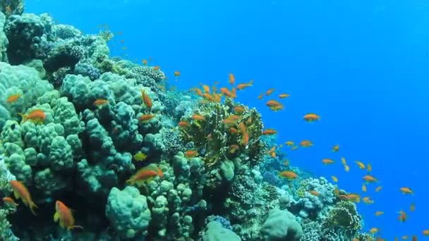 背景に水面のあるカラフルなサンゴ礁の熱帯魚の群れ — ストック動画