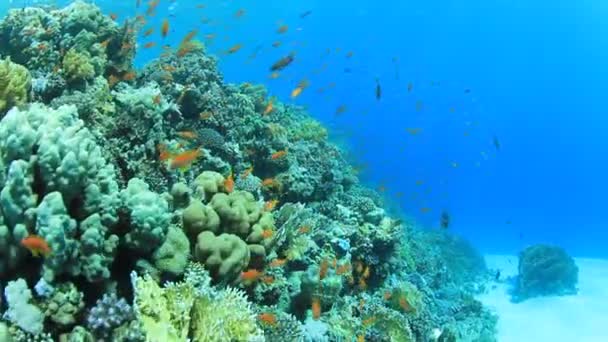 Schwarm Tropischer Fische Einem Bunten Korallenriff Mit Wasseroberfläche Hintergrund — Stockvideo