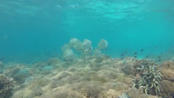 Langflossenlaiche Oder Fledermäuse Schwimmen Der Nähe Von Korallenriffen — Stockvideo