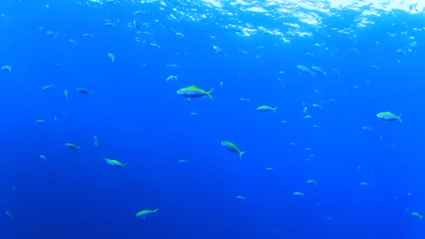 Schwarm Gelbflossenziegenfische Unter Wasser Ozean — Stockvideo